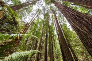 chris-sharma-redwood-trees